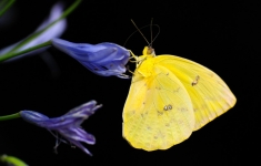 El secreto de Mauricio Babilonia y las mariposas amarillas