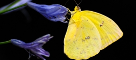 El secreto de Mauricio Babilonia y las mariposas amarillas