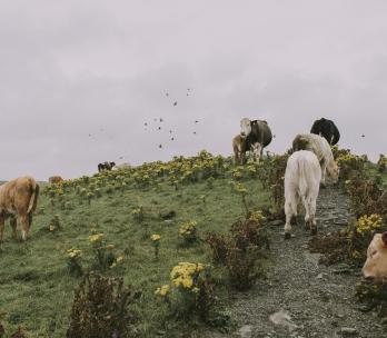 García Márquez y las vacas