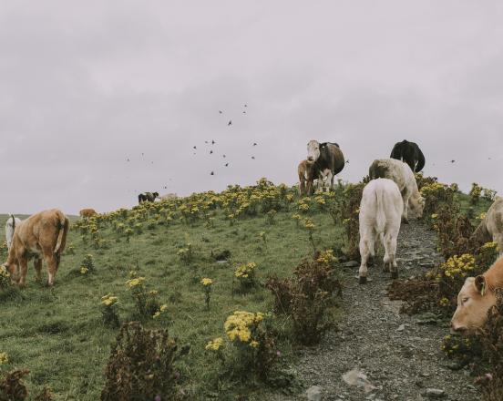 García Márquez y las vacas