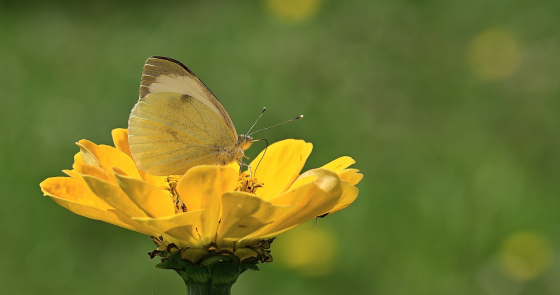 Mariposas amarillas Gabo