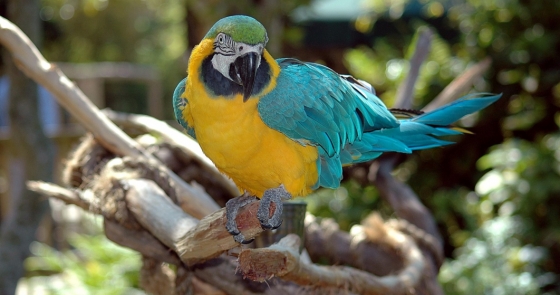 Guacamaya