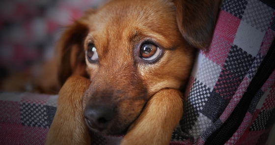 Vidas de perros