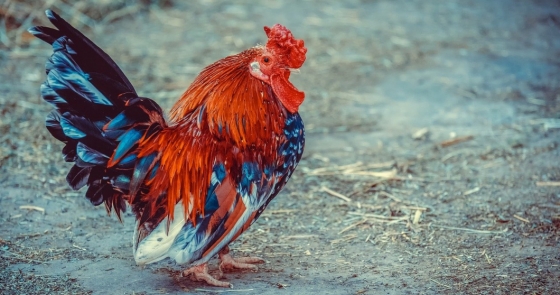 Historias de aves, García Márquez