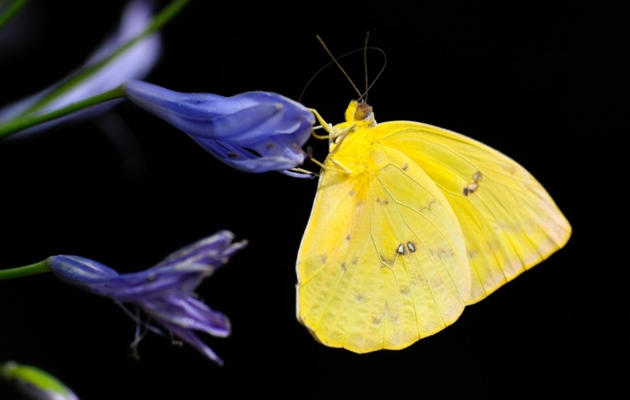 El secreto de Mauricio Babilonia y las mariposas amarillas